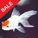 Fish n Grid MT4-Logo