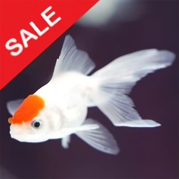 Fish n Grid MT4-Logo